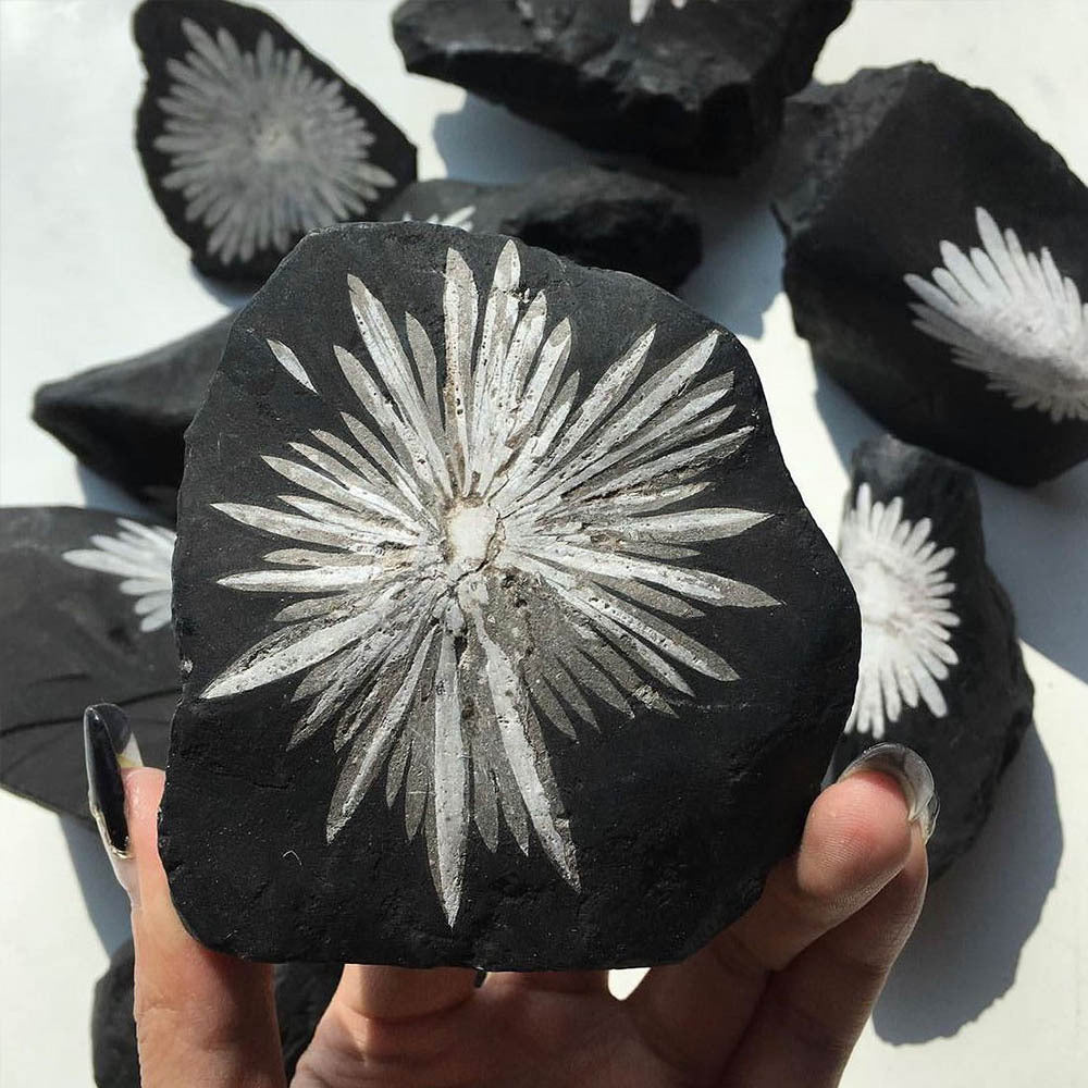 天然石】菊花石（きくかせき） 原石 約100〜150g｜風水・浄化